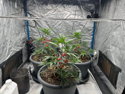 Customer photo review of Wappa Steckling