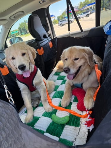 Customer photo review of Extended Heavy Duty Bungee Leash Safety Belt Buckle