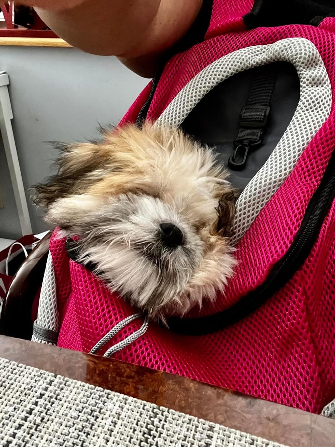 Customer photo review of The Voyager - Dog/Cat Backpack Carrier - For Small/Medium Pets