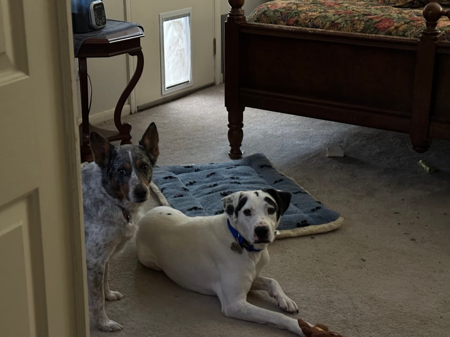 Customer photo review of Bone Dog Tag