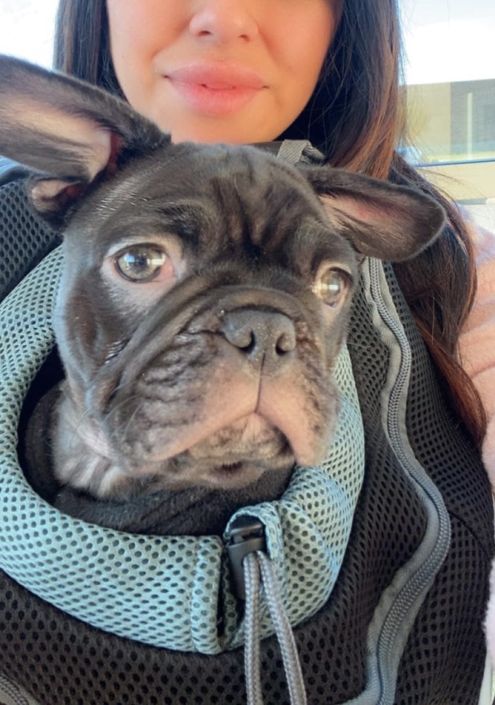 Customer photo review of The Voyager - Dog/Cat Backpack Carrier - For Small/Medium Pets