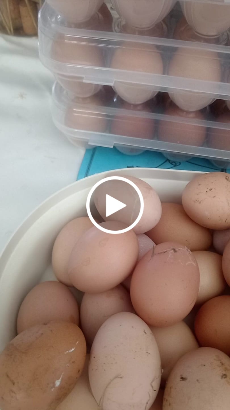 Customer video review of Avi Layer & Breeder (Fertility, Egg Quality & Skeletal Support for All Birds)