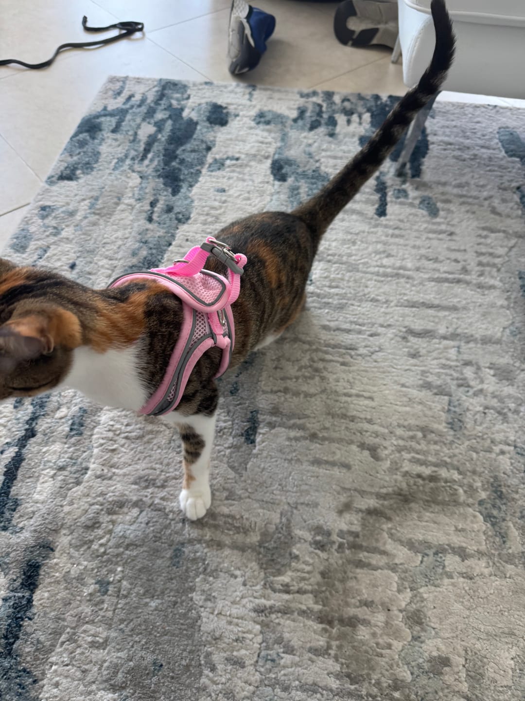 Customer photo review of Explorer Harness | Less boredom. More discovery. A better life for your indoor cat.