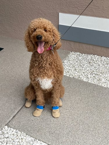 Customer photo review of All Weather Dog Booties - Doccasins - 1 pair