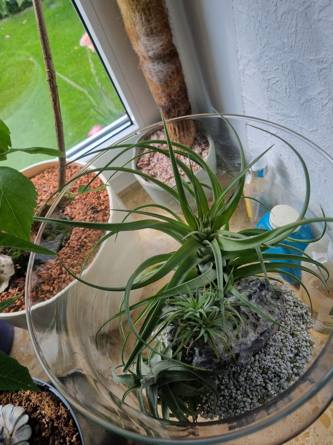 Customer photo review of Tillandsia streptophylla