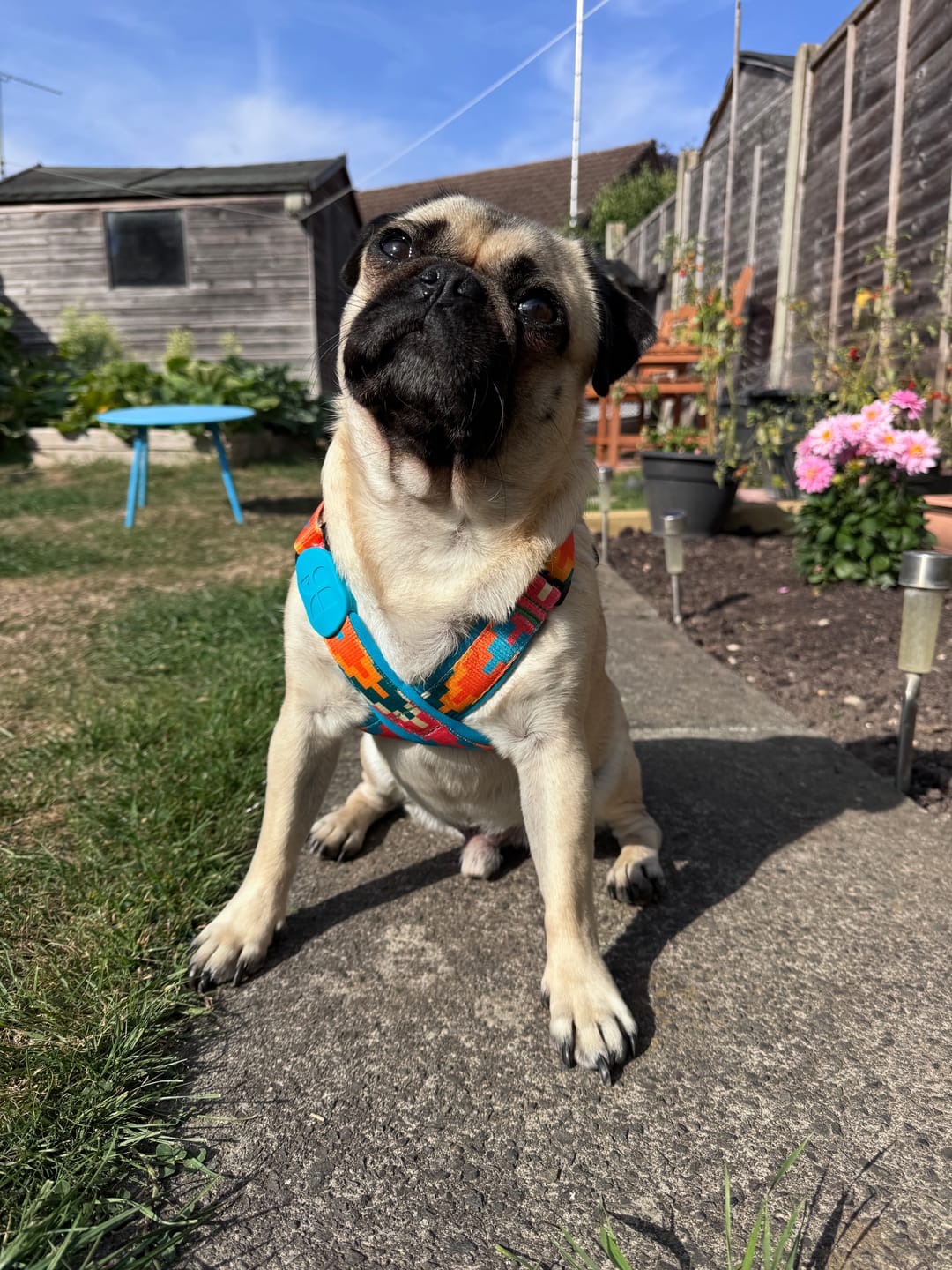 Customer photo review of Colorful PRO Protective Trachea Dog X Harness – Single or Set with 3-Way Shock-Absorbing Leash