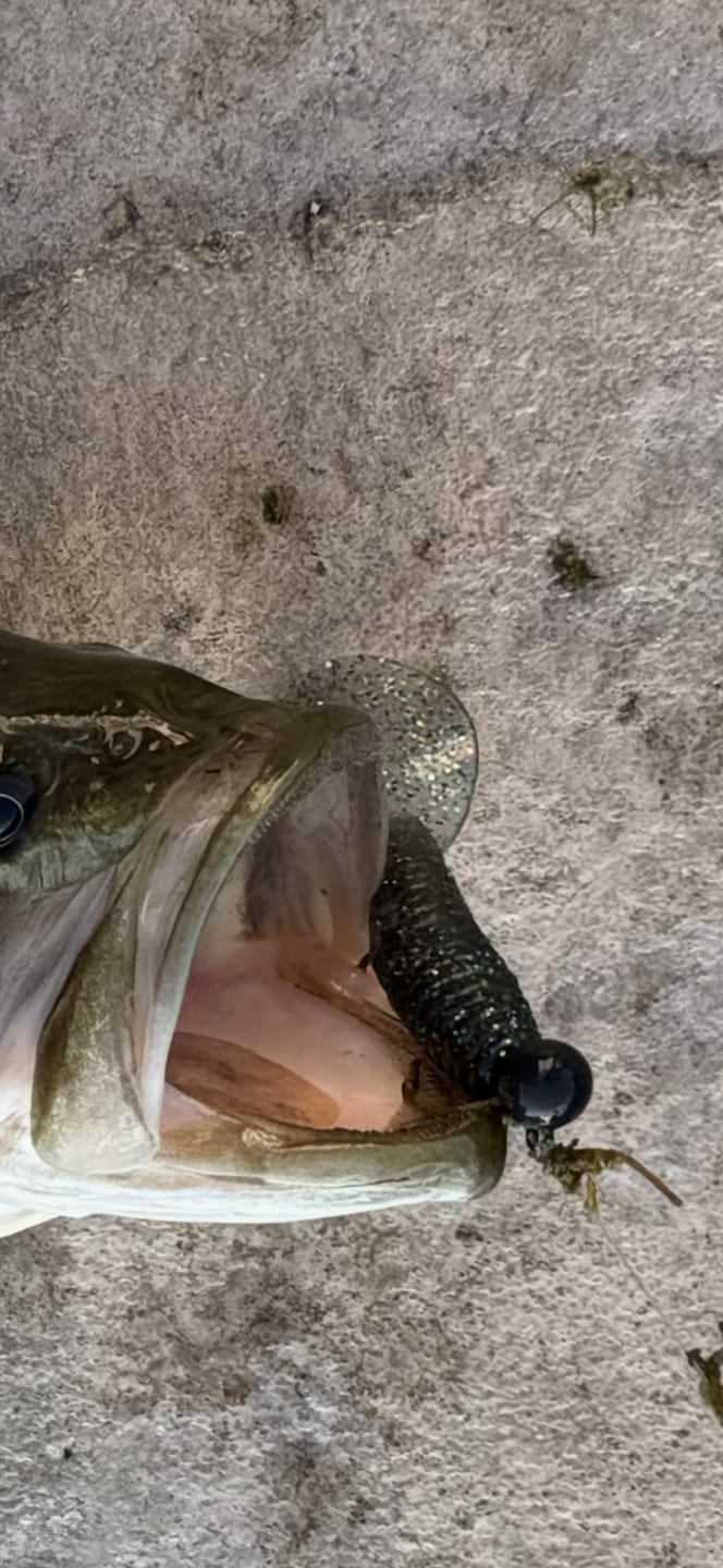 Customer photo review of 200% Sensitive Tungsten Weedless Ball Jig Head | Bulk Pack