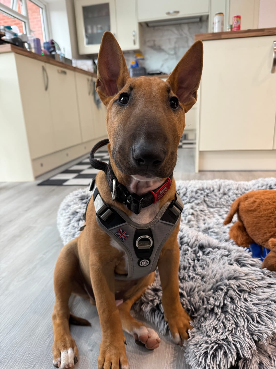 Customer photo review of Anti Pull Hurricane Harness - With Handle - Grey