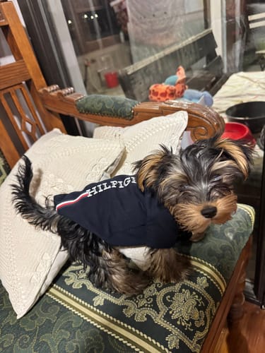 Customer photo review of Tommy Hilfiger Dog Stripe Logo Print Tee