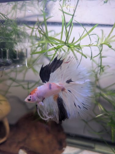 Customer photo review of Multicolor Halfmoon Male Betta Fish | High Grade | Order Directly From Farm |  You Pick Fish |