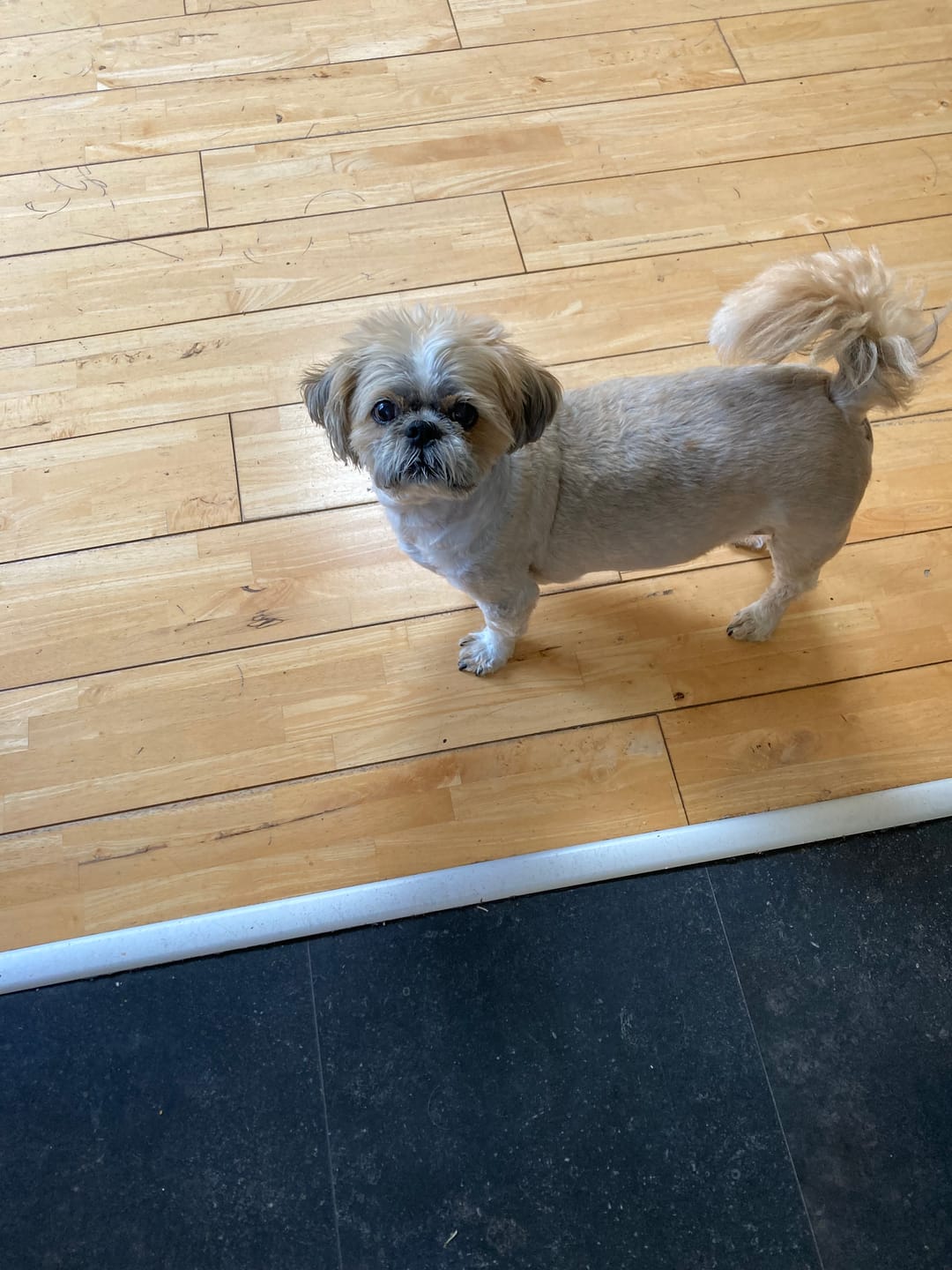 Customer photo review of Dog Spray