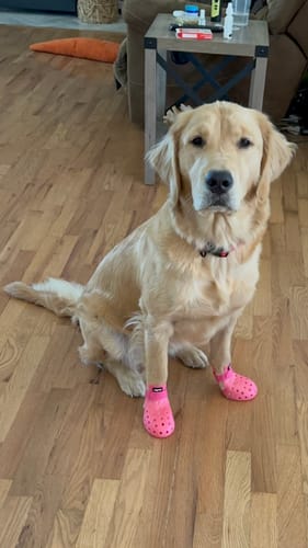 Customer photo review of WagWellies® Mojave