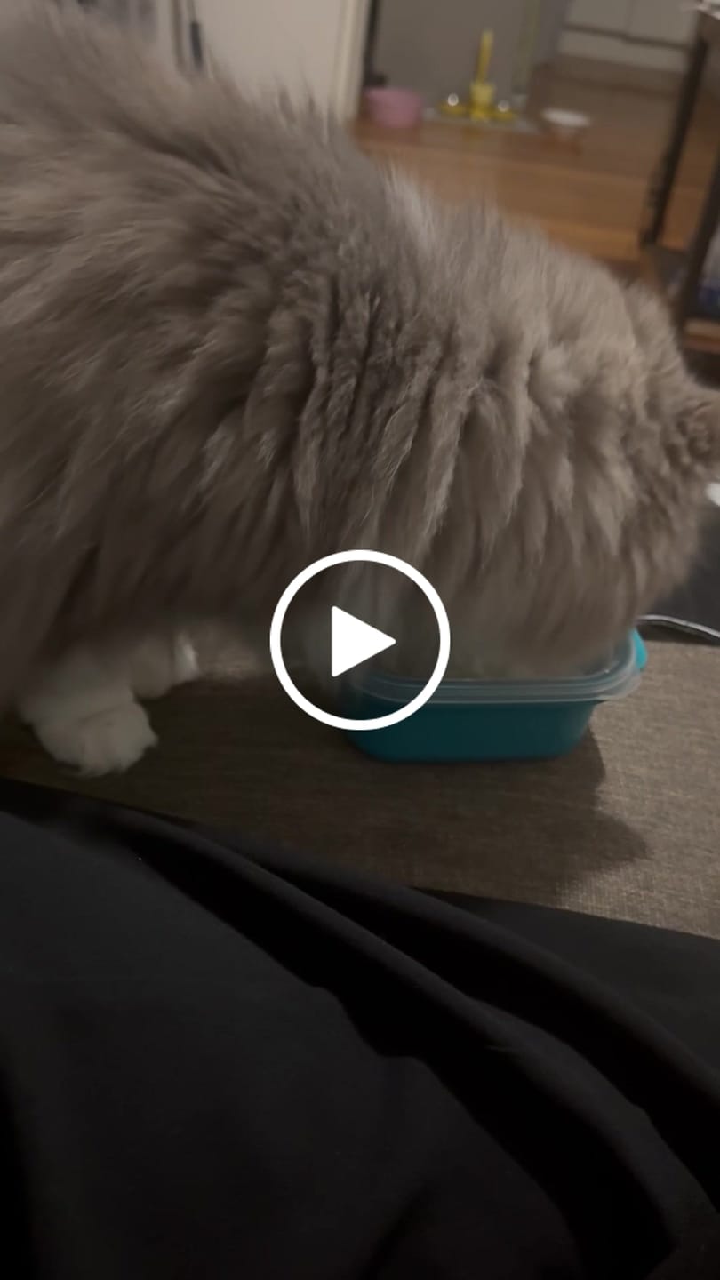 Customer video review of Michu Freeze-Dried Raw Pet Food Dog & Cat Treat 150g - Made in Australia