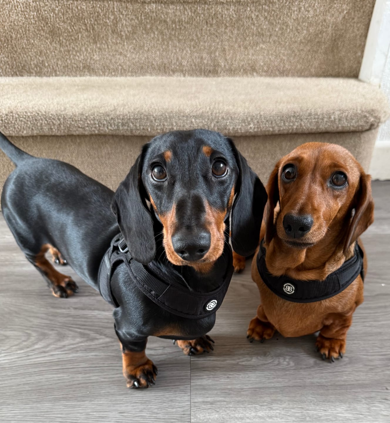Customer photo review of Boomerang Harness - XS-M Breeds - Black