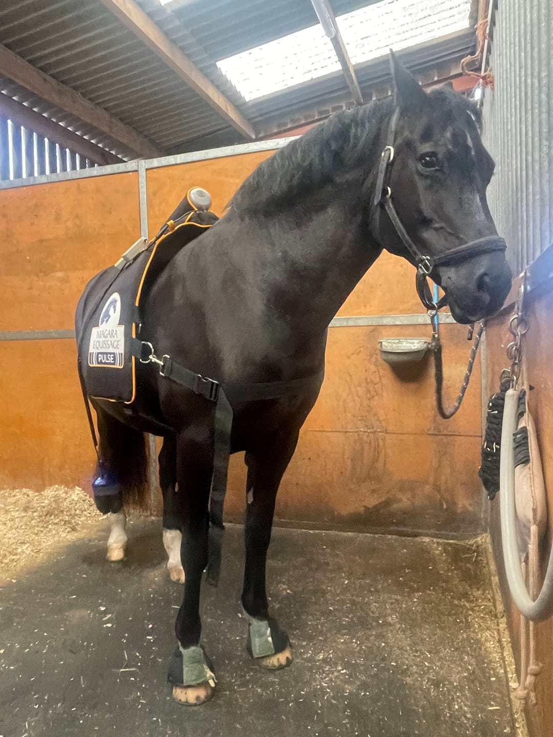 Customer photo review of Horse Skin Rescue Bundle