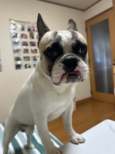 Customer photo review of FunFunPet 高機能ハーネス（お名前タグ作成サービス付き）