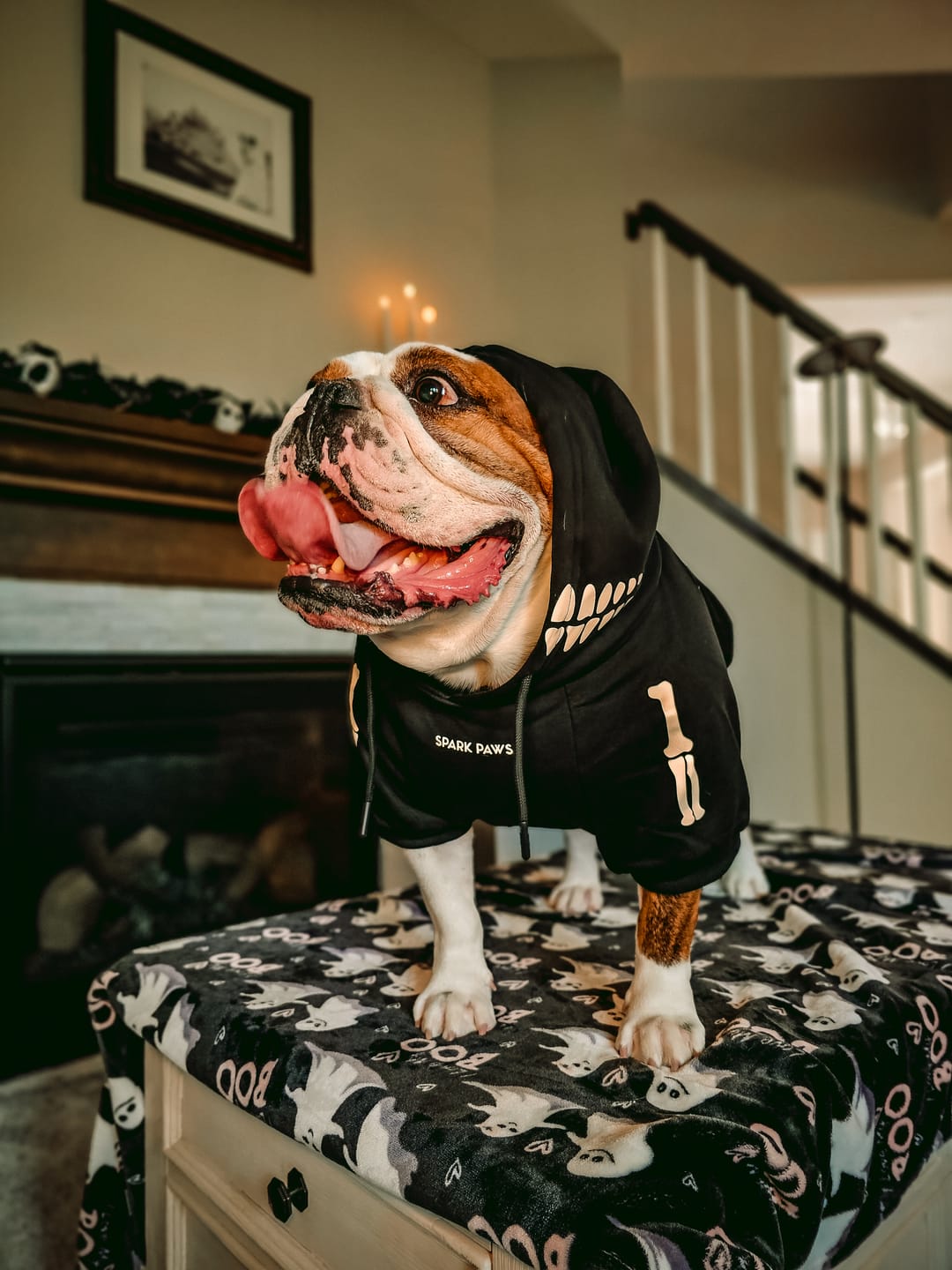 Customer photo review of Halloween Dog Hoodie - Reflective Skeleton