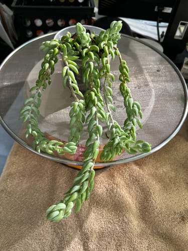 Customer photo review of Hydration Renew