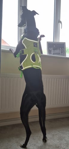 Customer photo review of Sighthound Escape Proof Harness