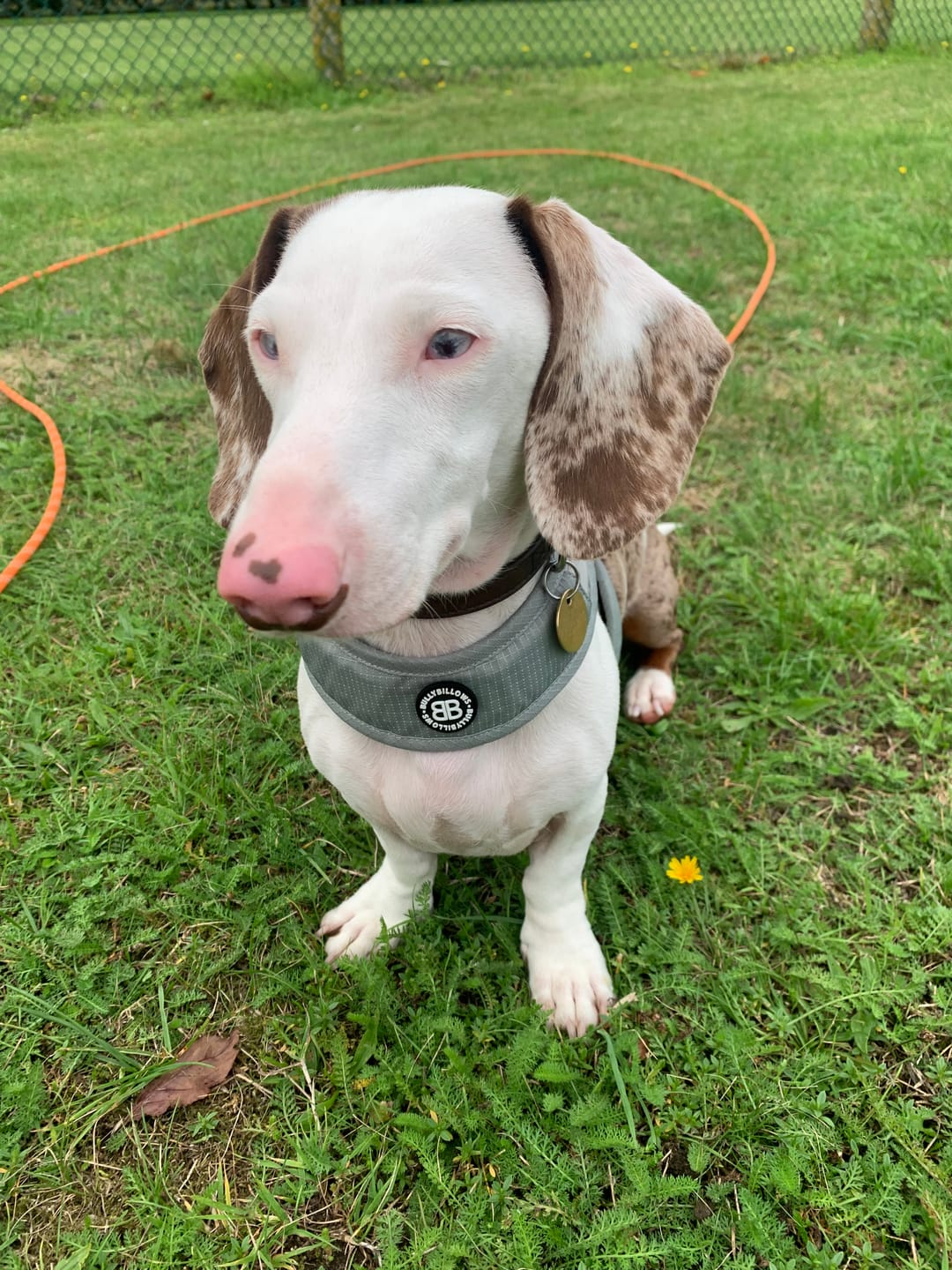 Customer photo review of Boomerang Harness - XS-M Breeds - Grey