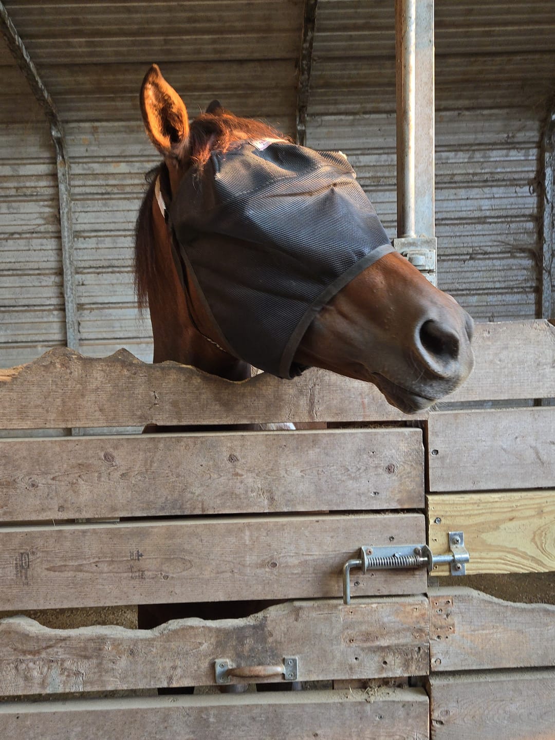 Customer photo review of EquiVizor Fly Mask - Standard