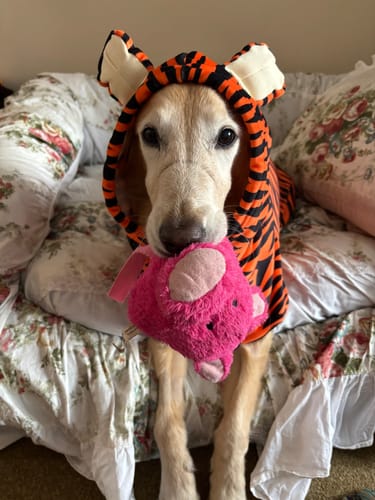 Customer photo review of Halloween Dog Hoodies (Limited Edition)