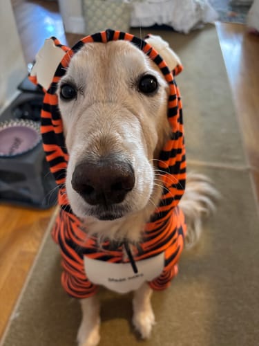 Customer photo review of Halloween Dog Hoodies (Limited Edition)