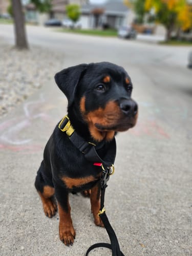 Customer photo review of Tacti Luxe Dog Leash - Gold Noir