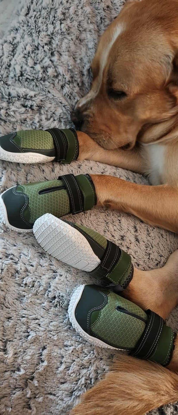 Customer photo review of Hot Pavement Pawtector Dog Shoes - Green