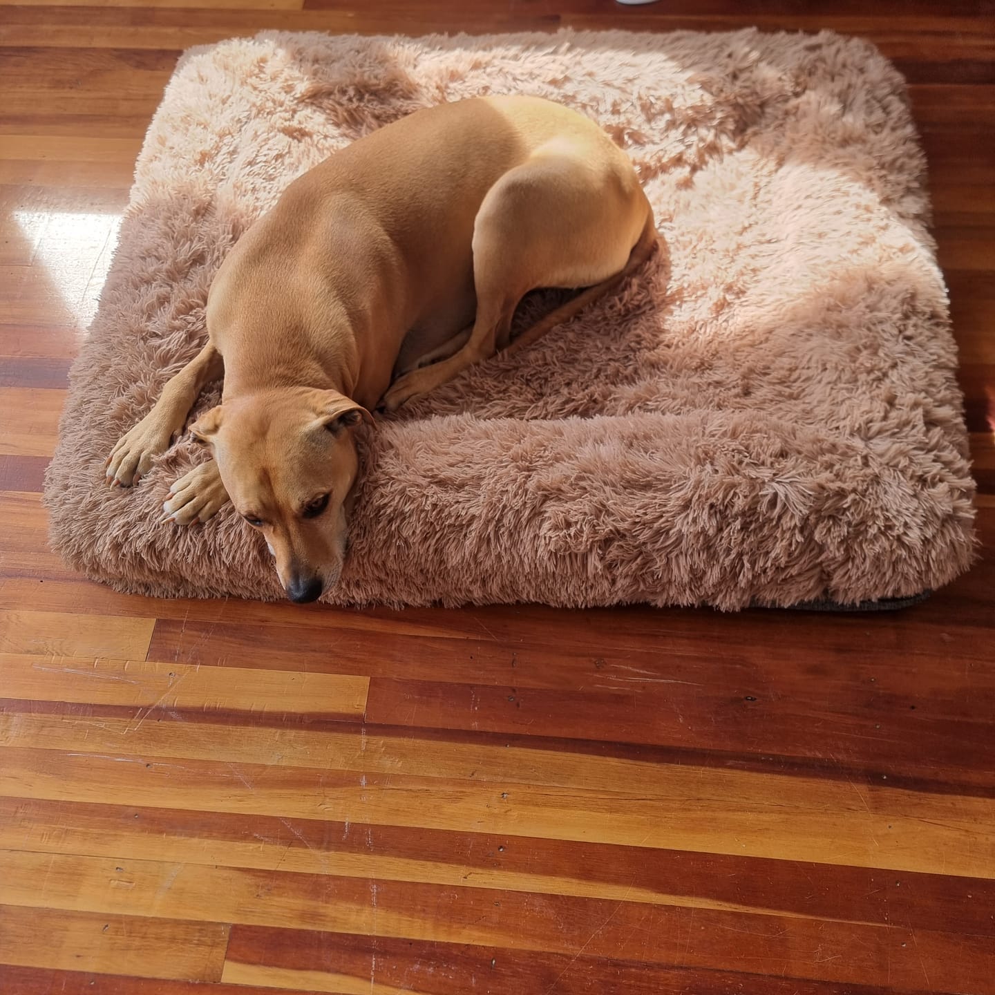 Customer photo review of Orthopaedic Memory Foam Bed
