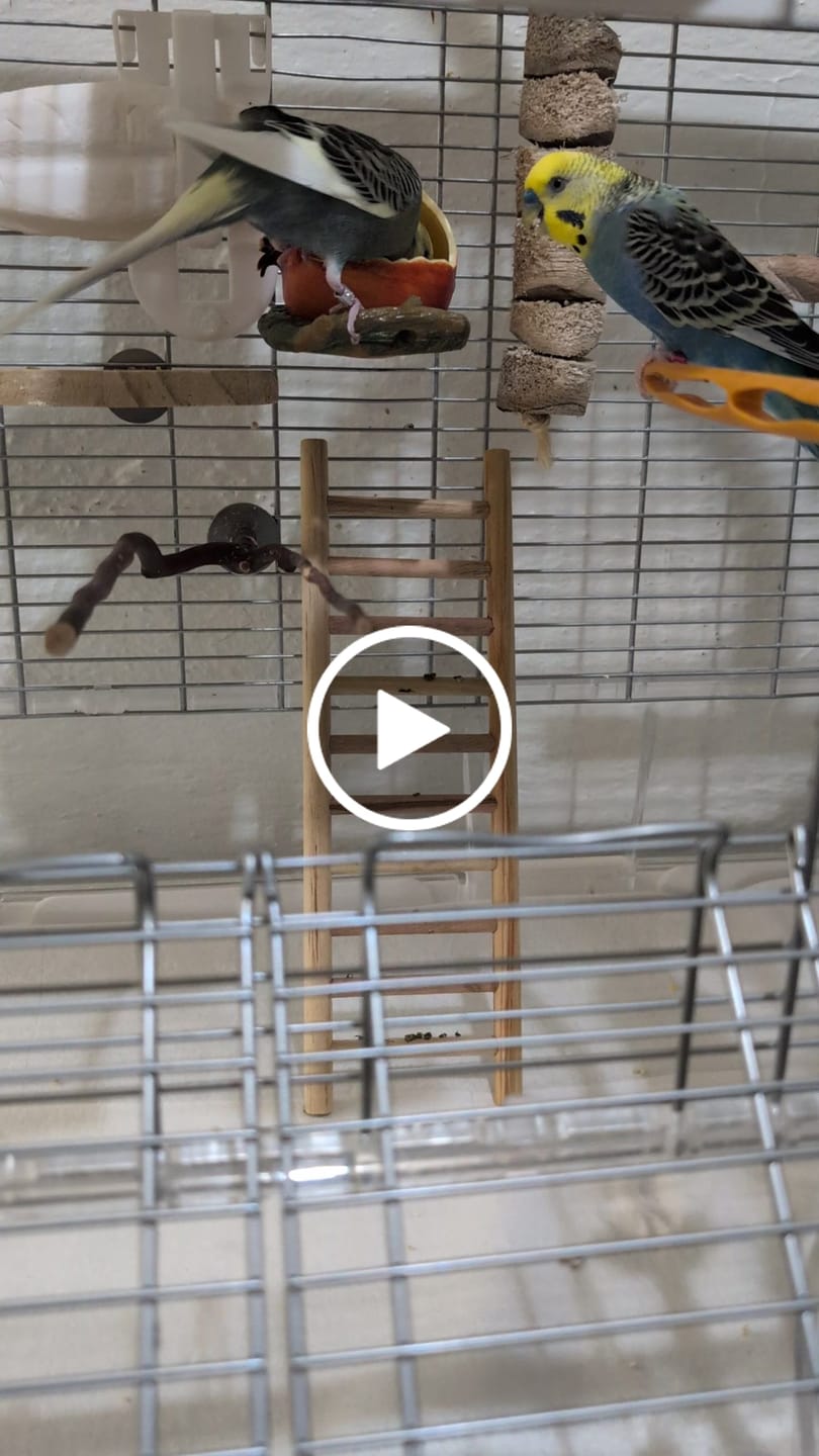 Customer video review of Bird Bites Freeze Dried Chop - Daily Fruits & Veggies, 4 Flavors to Choose From