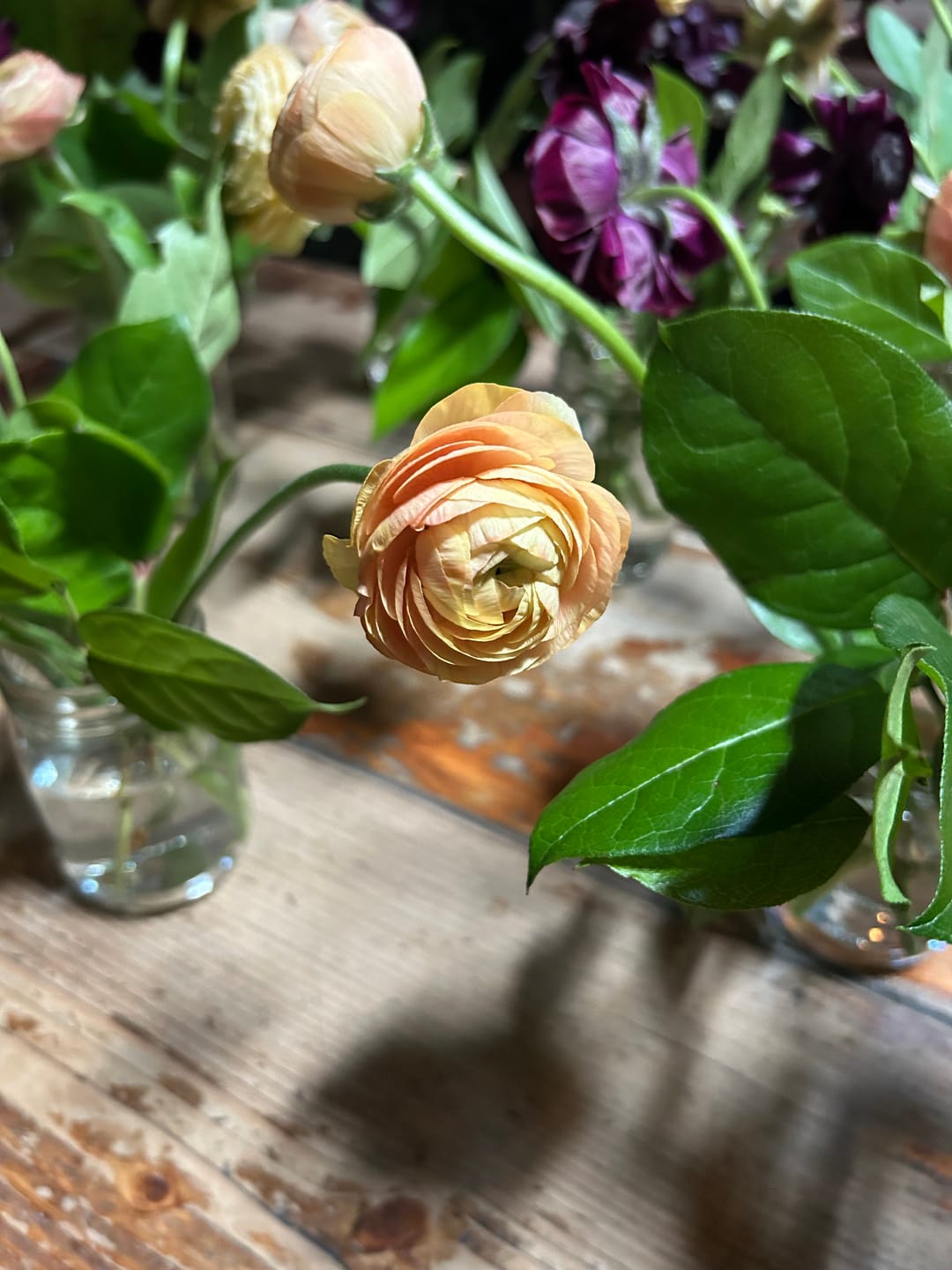 Customer photo review of Coral Peach Ranunculus