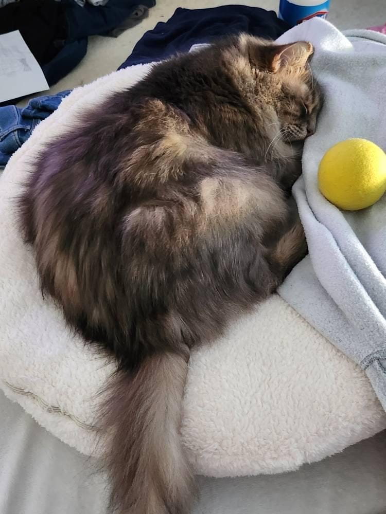 Customer photo review of Marshmallow Pudding Bed