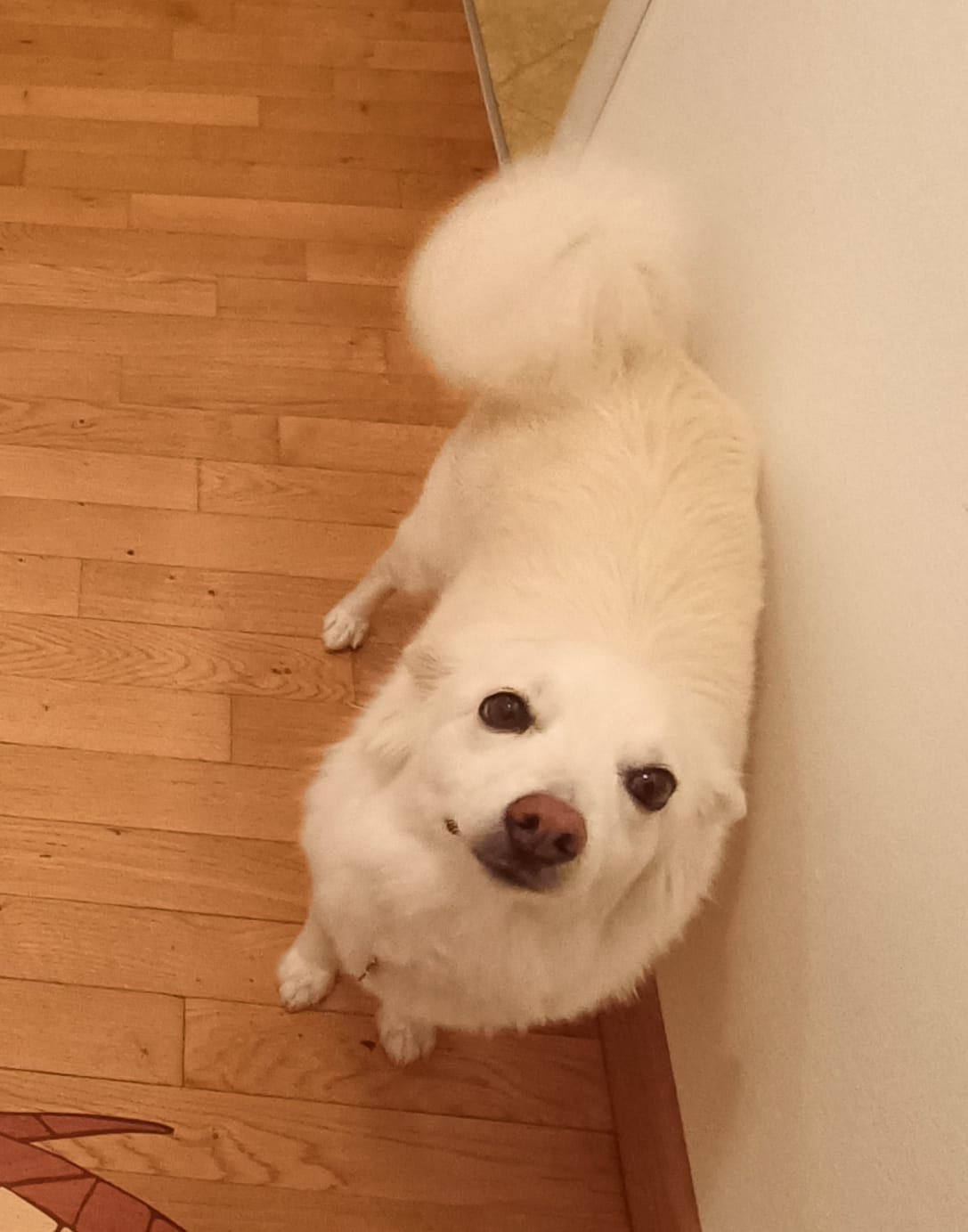 Customer photo review of THERZYME (500 gr) – Mangime per Salute Pancreatica Di Cani e Gatti
