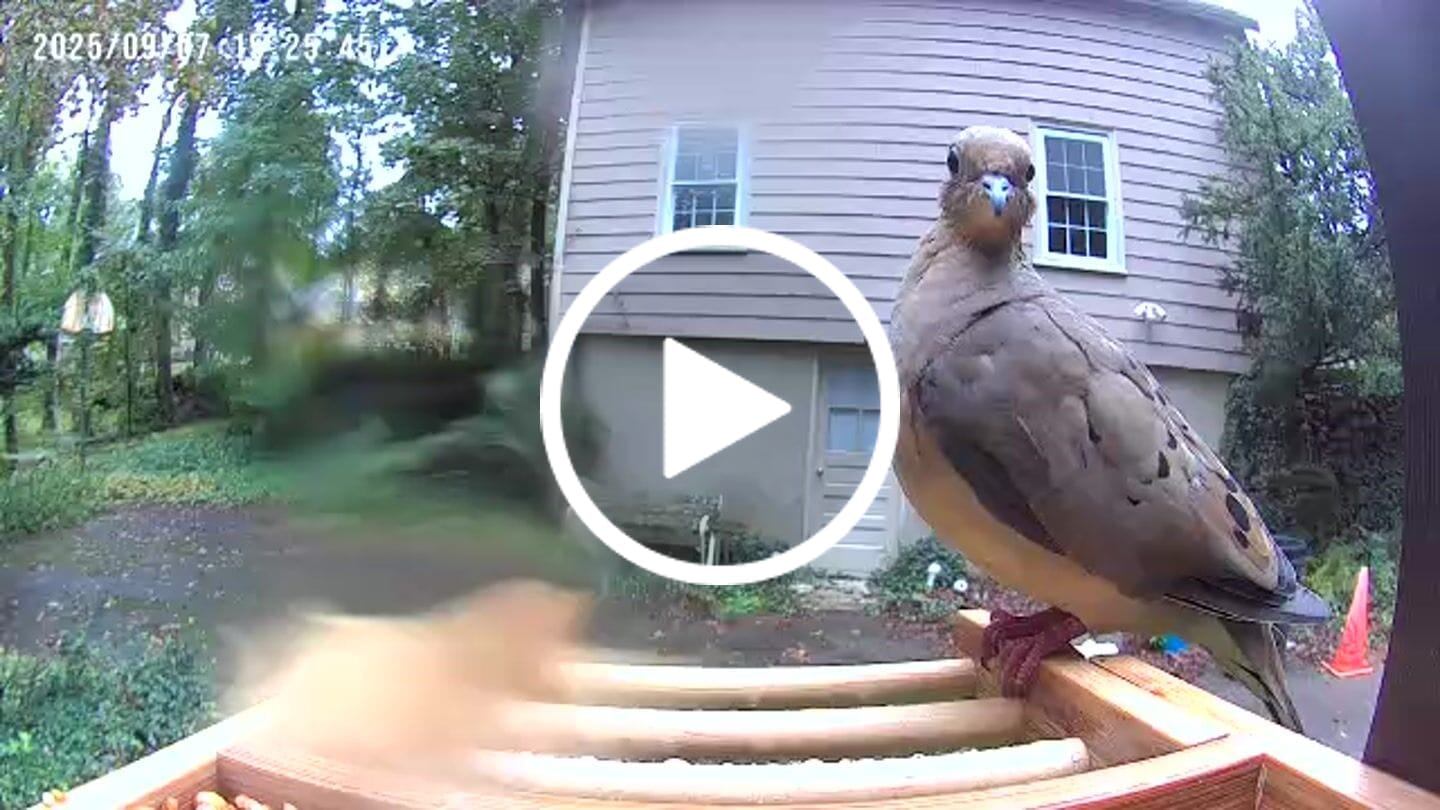 Customer video review of Birdfy Feeder Bamboo Mini - Bird Feeder With Camera