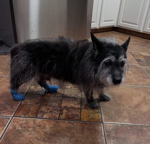 Customer photo review of WagWellies® Mojave