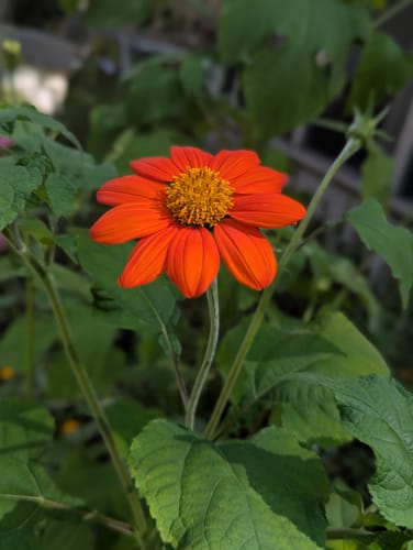 Customer photo review of Tithonia (Mexican Sunflower)