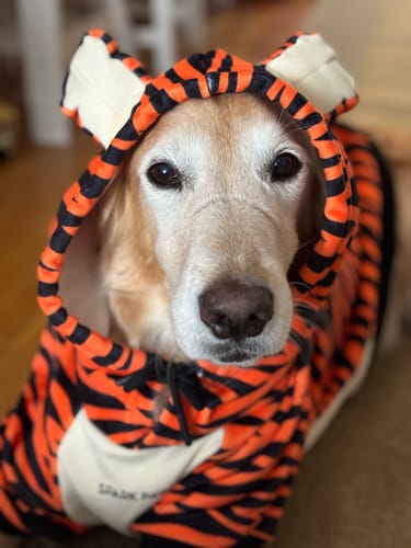 Customer photo review of Halloween Dog Hoodies (Limited Edition)