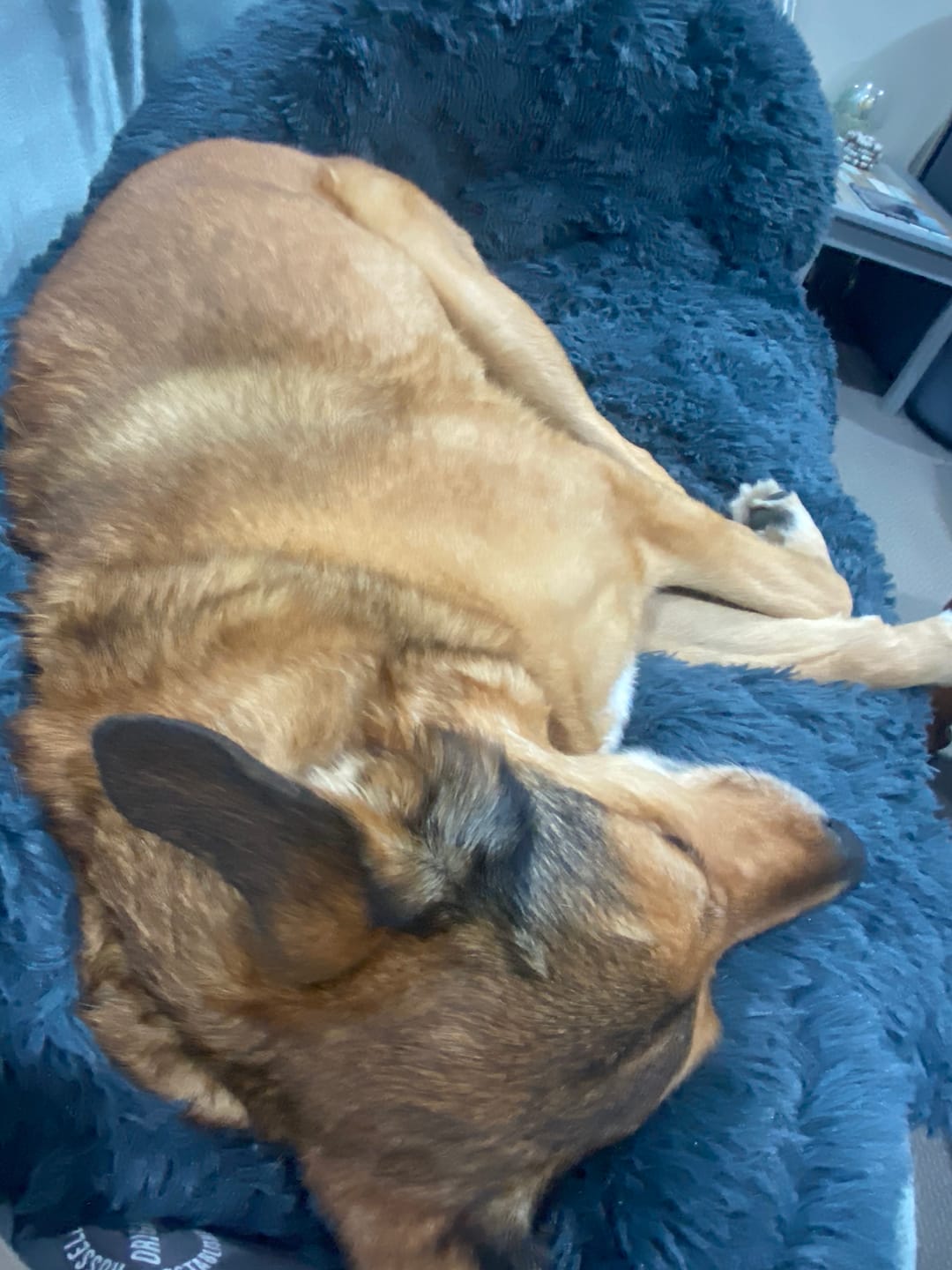 Customer photo review of Calming Couch Bed