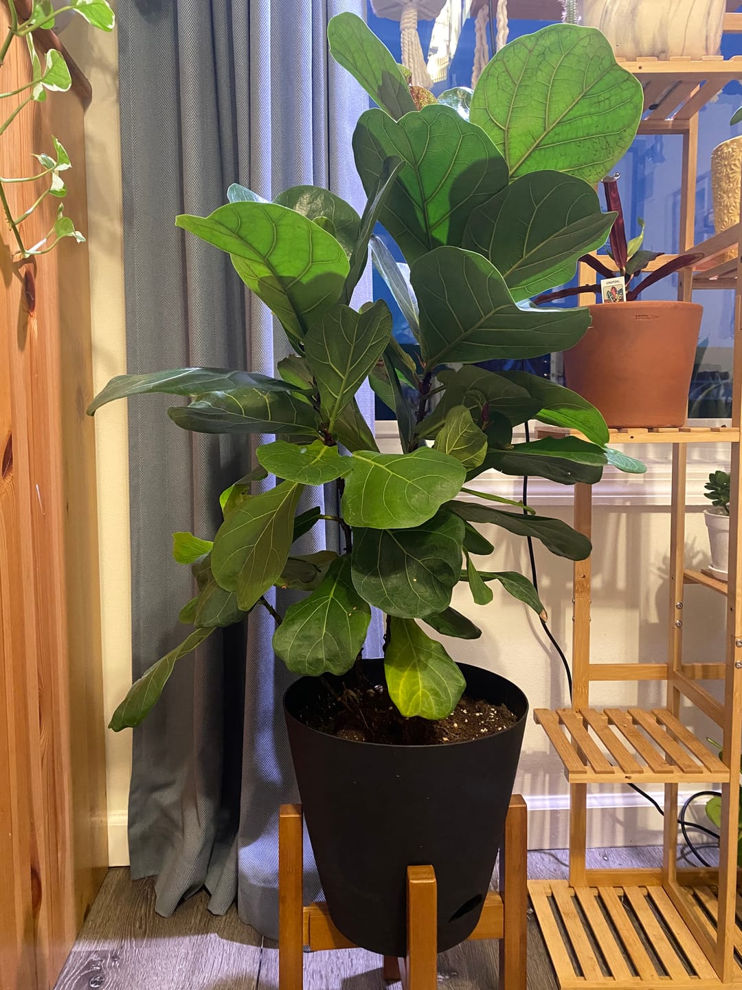 Customer photo review of Happy Happy Houseplant Gift Card
