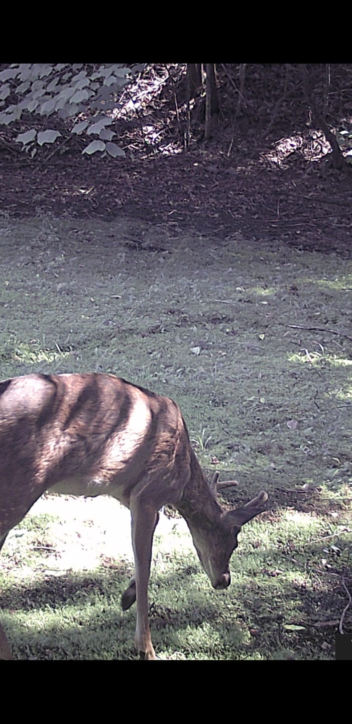 Customer photo review of Antler IV Mineral Attractant
