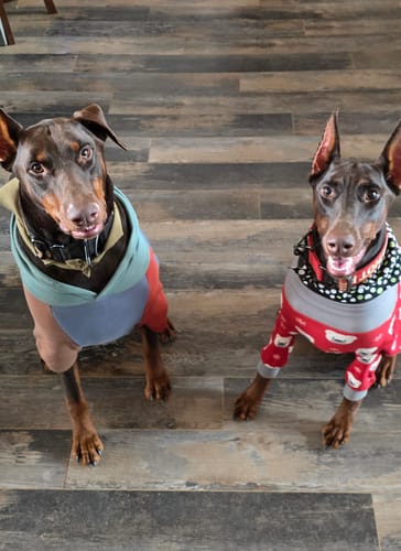 Customer photo review of Halloween Dog Hoodie - Reflective Skeleton