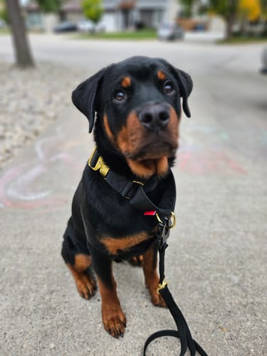 Customer photo review of 1.5" Luxe Martingale Dog Collar - Noir