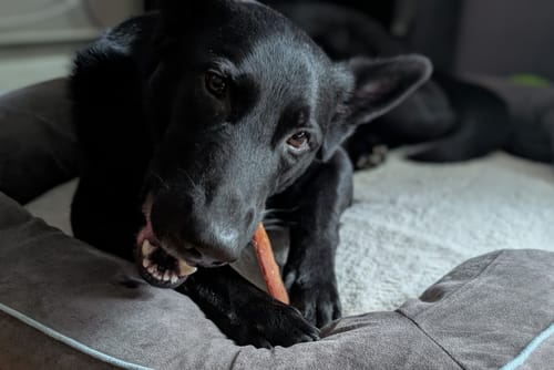 Customer photo review of 6 Inch Jumbo Bully Stick