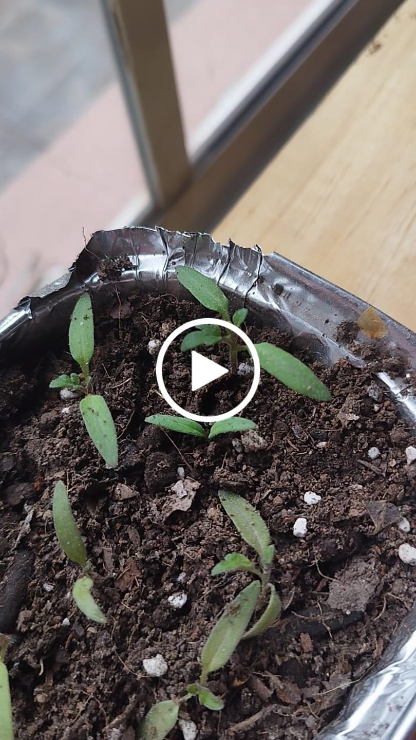 Customer video review of Sustrato Premium para Almácigos – Germinación y Crecimiento de Plantas