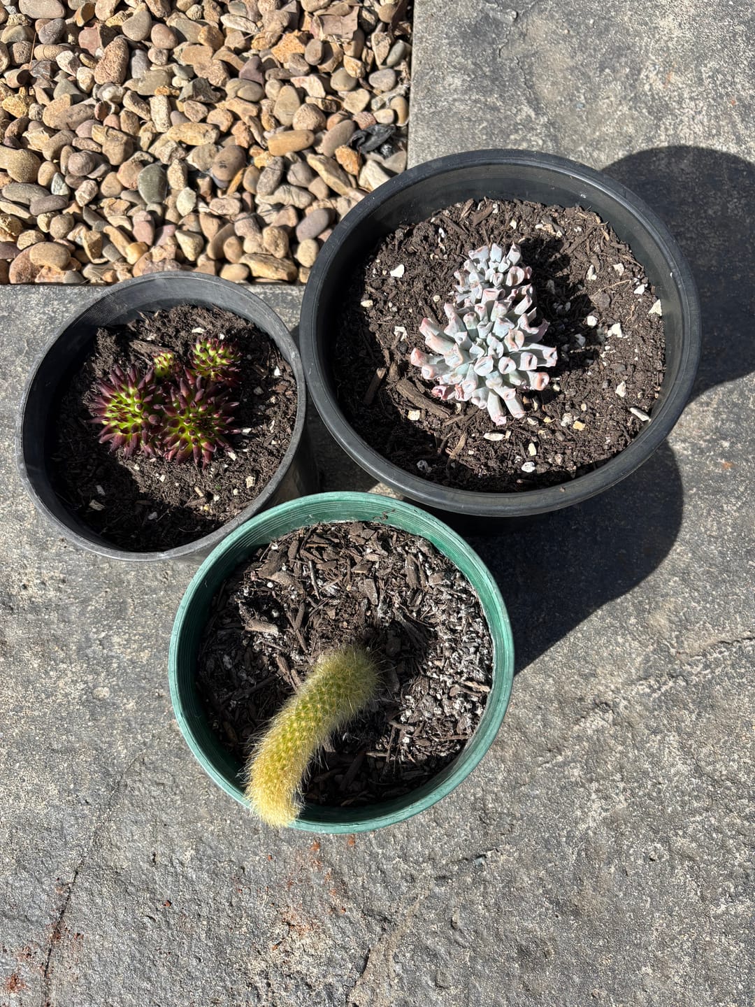Customer photo review of Monkey Tail Cactus