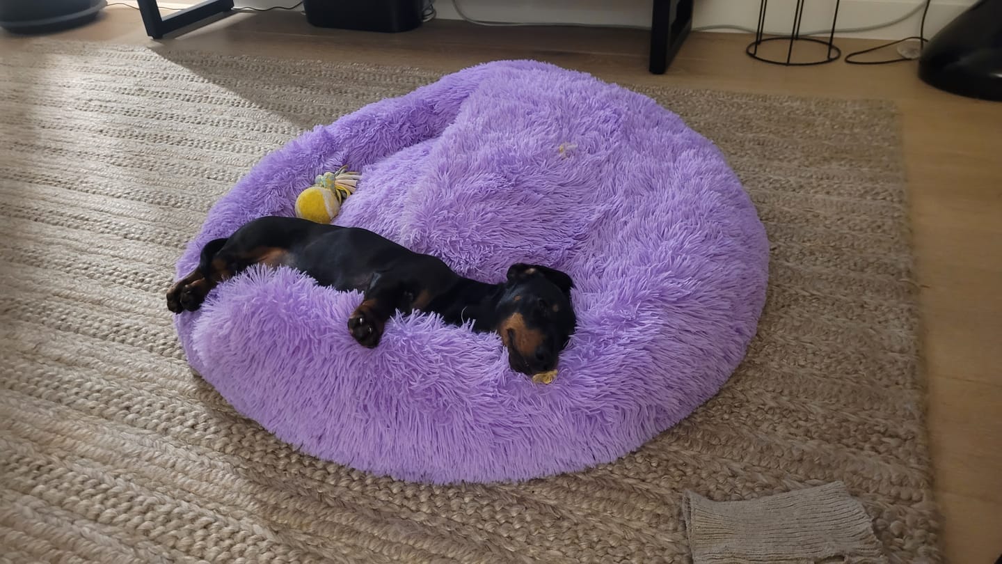 Customer photo review of Oodle-Doo Burrow Bed