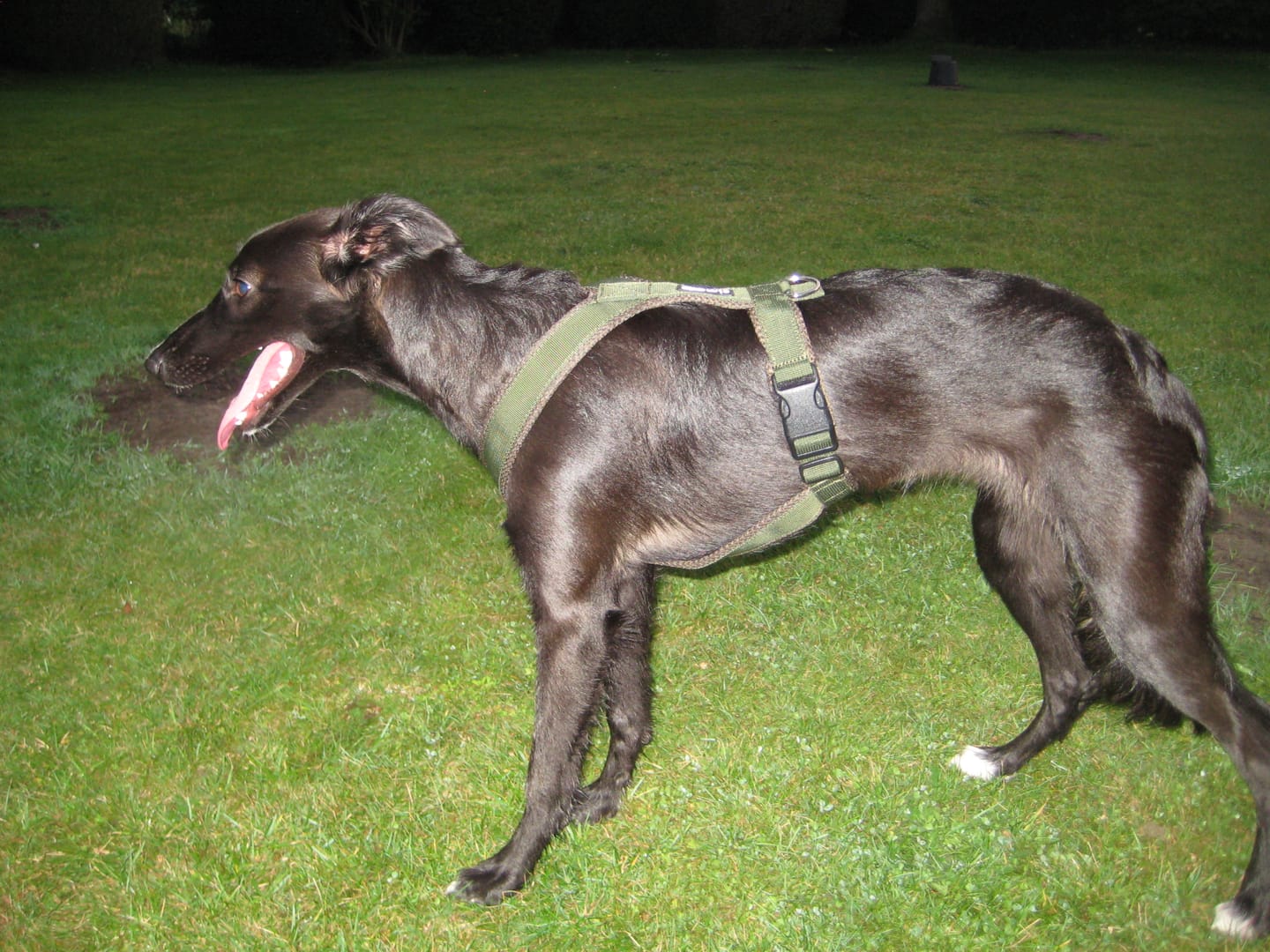 Customer photo review of Windhundgeschirr FUN "Mountain Green"