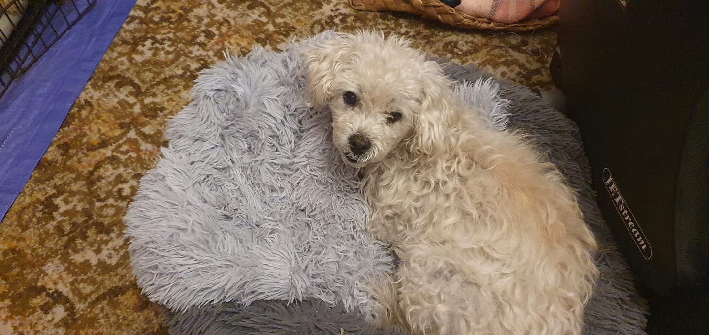 Customer photo review of Matching Calming Blanket