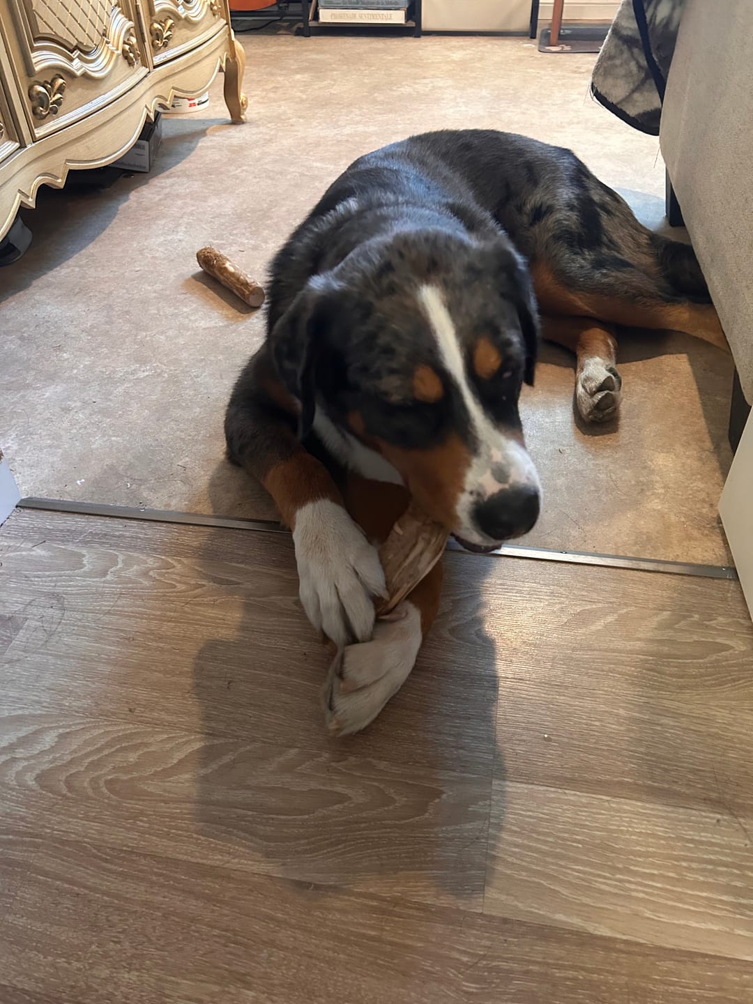 Customer photo review of Livora - Os à mâcher en bois de café pour chien